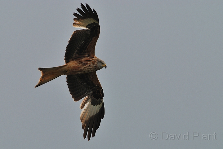 Red kite - F.jpg - Red kite in flight - Bedfordshire